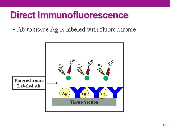 Direct Immunofluorescence Ex Em • Ab to tissue Ag is labeled with fluorochrome Fluorochrome