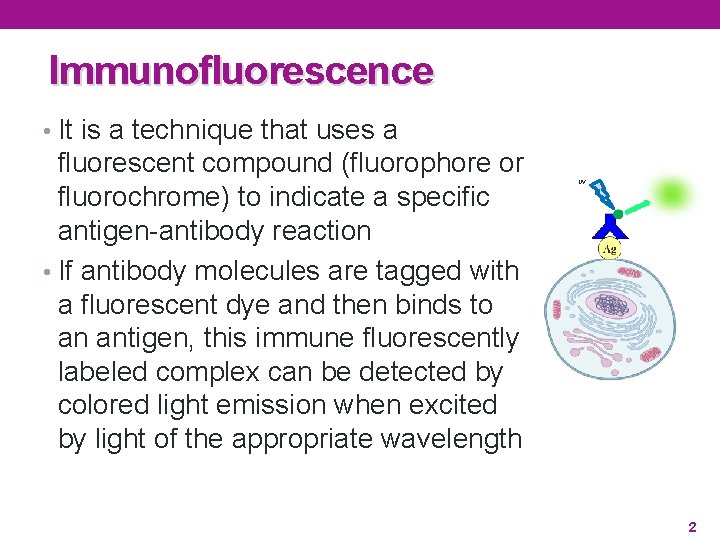 Immunofluorescence • It is a technique that uses a fluorescent compound (fluorophore or fluorochrome)