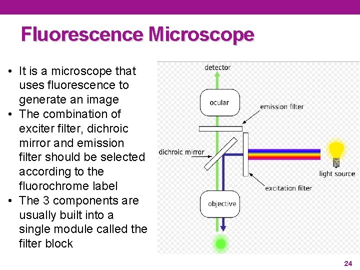 Fluorescence Microscope • It is a microscope that uses fluorescence to generate an image