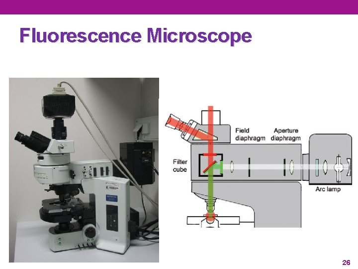 Fluorescence Microscope 26 