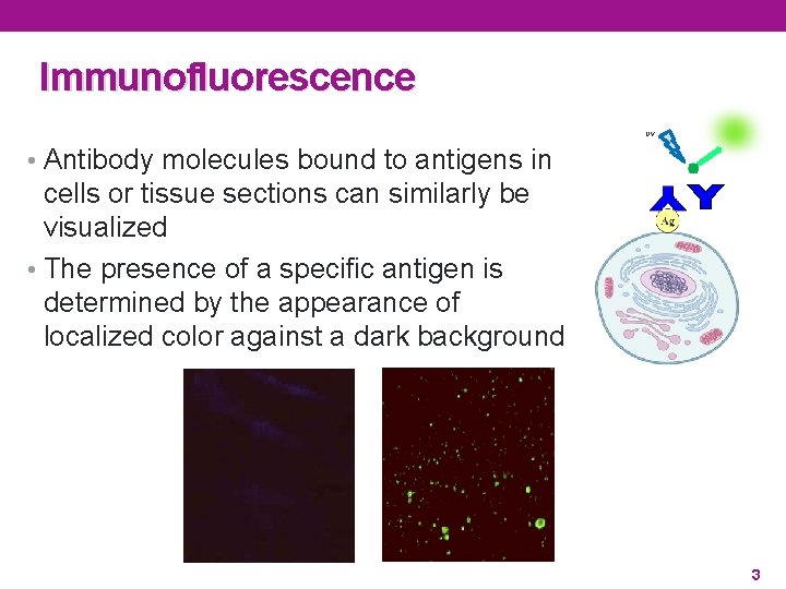 Immunofluorescence UV • Antibody molecules bound to antigens in cells or tissue sections can