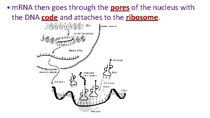  • m. RNA then goes through the pores of the nucleus with the