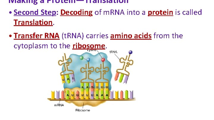 Making a Protein—Translation • Second Step: Decoding of m. RNA into a protein is