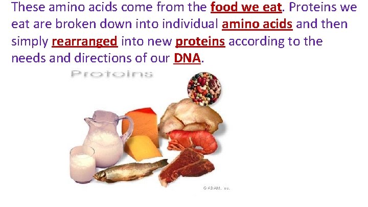 These amino acids come from the food we eat. Proteins we eat are broken