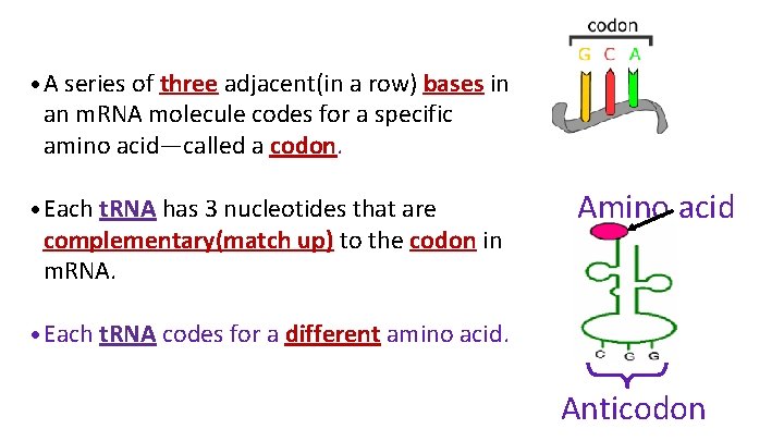  • A series of three adjacent(in a row) bases in an m. RNA