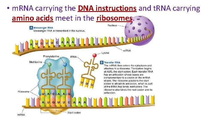  • m. RNA carrying the DNA instructions and t. RNA carrying amino acids