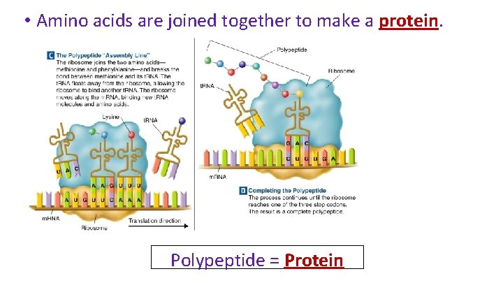  • Amino acids are joined together to make a protein. Polypeptide = Protein