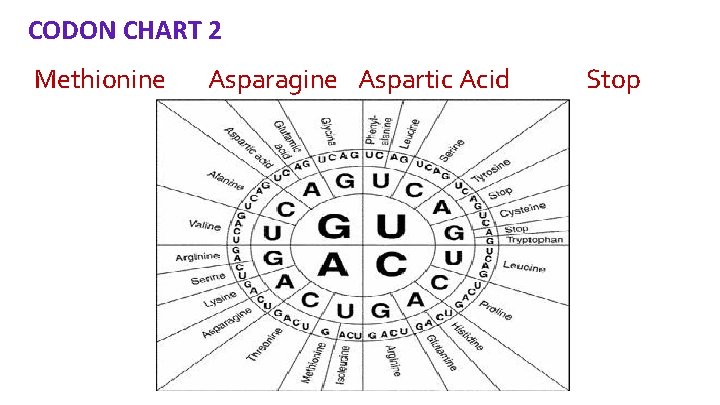 CODON CHART 2 Methionine Asparagine Aspartic Acid Stop 