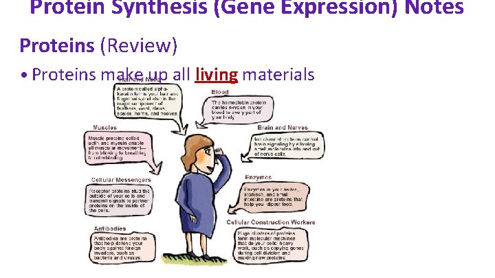 Protein Synthesis (Gene Expression) Notes Proteins (Review) • Proteins make up all living materials