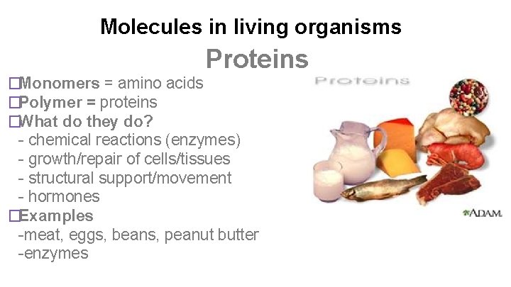 Molecules in living organisms Proteins �Monomers = amino acids �Polymer = proteins �What do