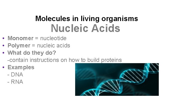 Molecules in living organisms Nucleic Acids • Monomer = nucleotide • Polymer = nucleic