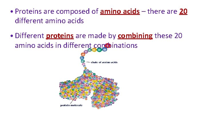  • Proteins are composed of amino acids – there are 20 different amino
