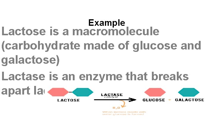 Example Lactose is a macromolecule (carbohydrate made of glucose and galactose) Lactase is an