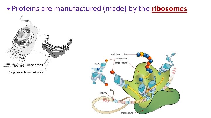  • Proteins are manufactured (made) by the ribosomes 