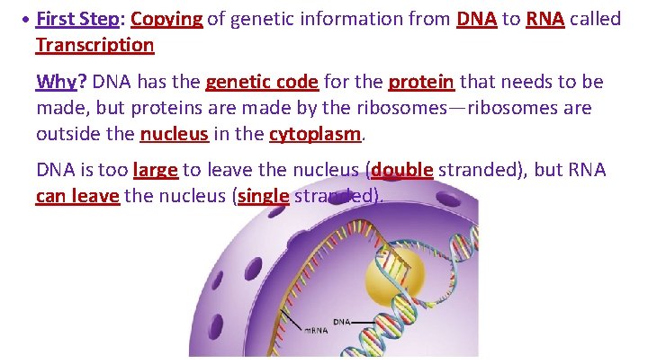  • First Step: Copying of genetic information from DNA to RNA called Transcription