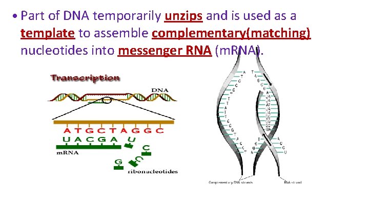  • Part of DNA temporarily unzips and is used as a template to