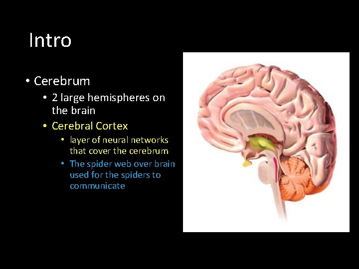 Intro • Cerebrum • 2 large hemispheres on the brain • Cerebral Cortex •