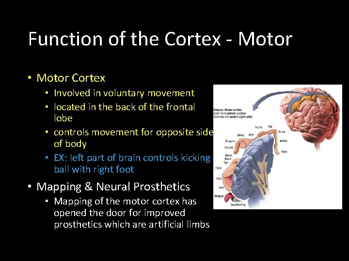 Function of the Cortex - Motor • Motor Cortex • Involved in voluntary movement