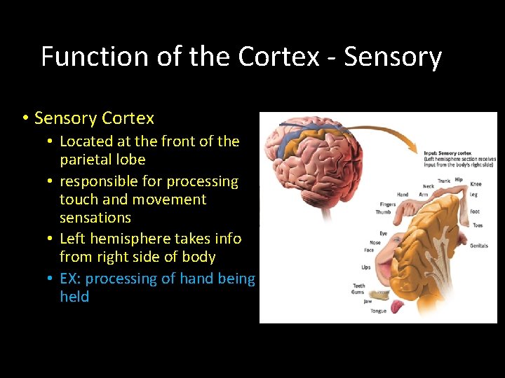 Function of the Cortex - Sensory • Sensory Cortex • Located at the front
