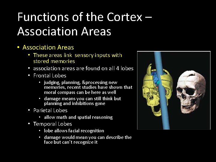 Functions of the Cortex – Association Areas • Association Areas • These areas link