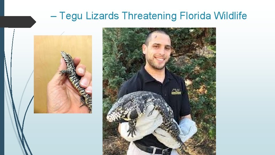 – Tegu Lizards Threatening Florida Wildlife 