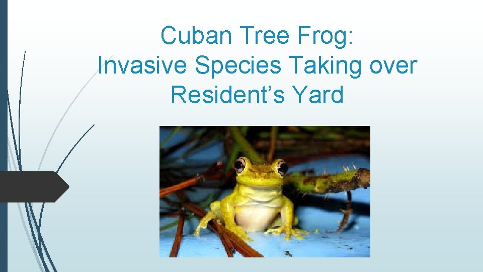 Cuban Tree Frog: Invasive Species Taking over Resident’s Yard 