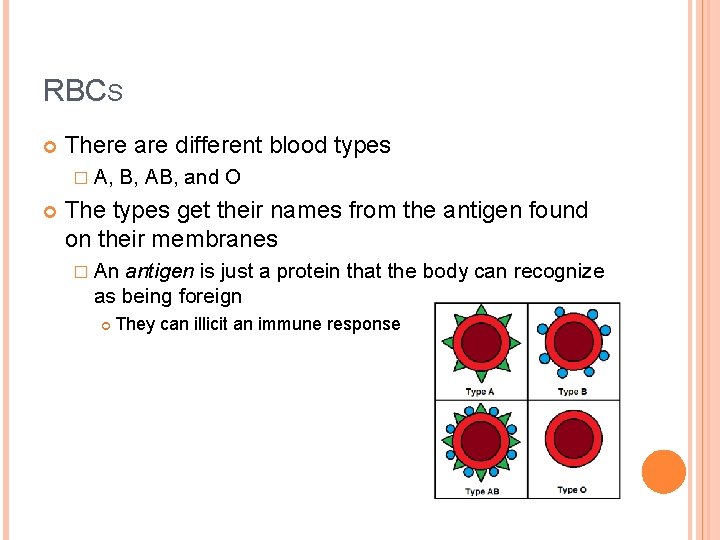 RBCS There are different blood types � A, B, AB, and O The types