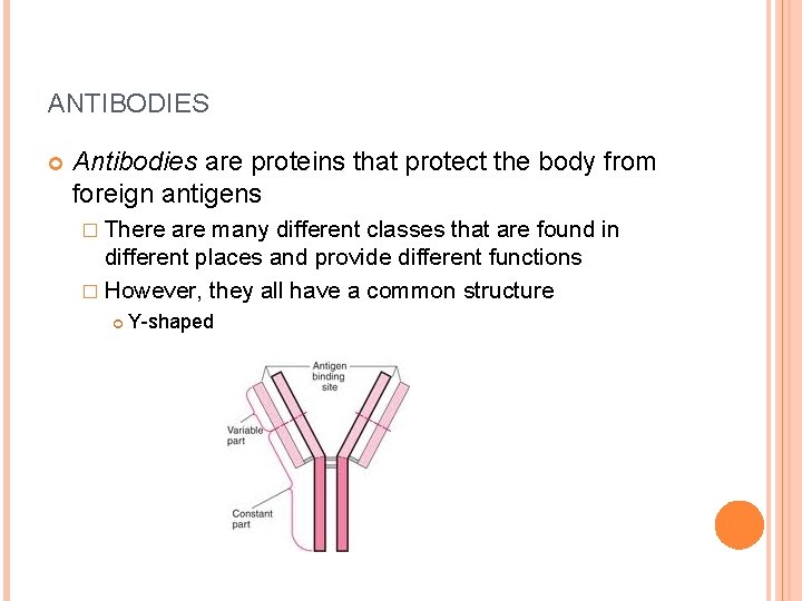 ANTIBODIES Antibodies are proteins that protect the body from foreign antigens � There are