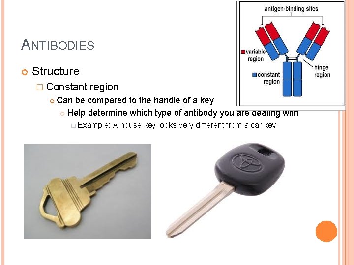 ANTIBODIES Structure � Constant region Can be compared to the handle of a key