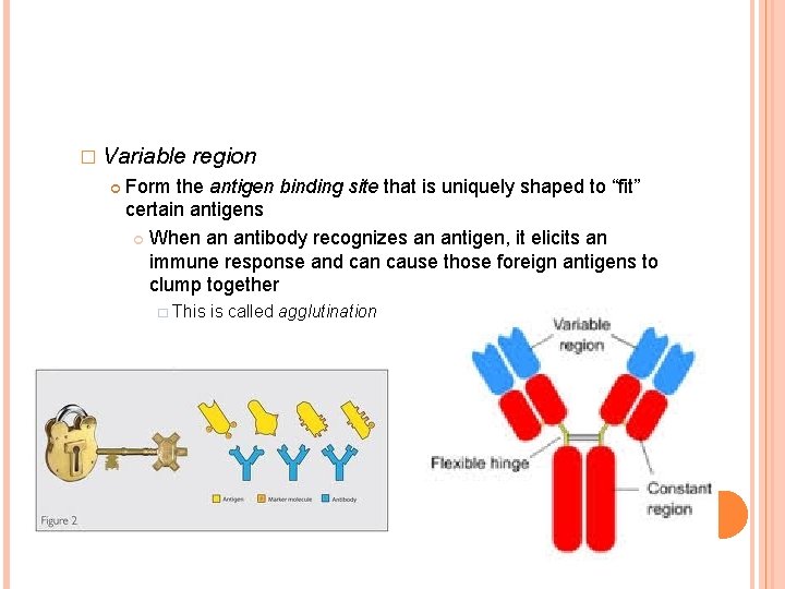 � Variable region Form the antigen binding site that is uniquely shaped to “fit”