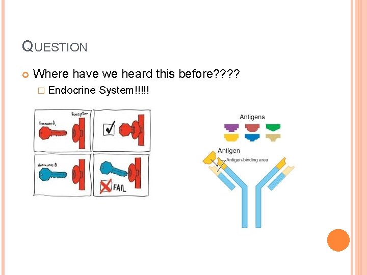 QUESTION Where have we heard this before? ? � Endocrine System!!!!! 
