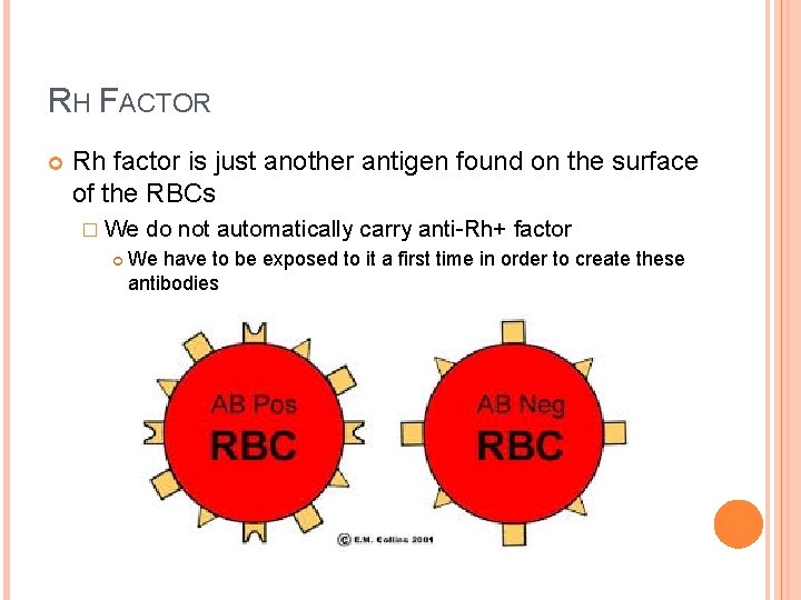 RH FACTOR Rh factor is just another antigen found on the surface of the