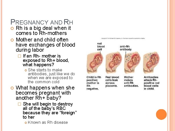 PREGNANCY AND RH Rh is a big deal when it comes to Rh-mothers Mother