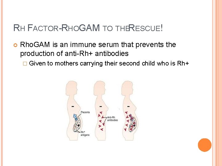 RH FACTOR-RHOGAM TO THERESCUE! Rho. GAM is an immune serum that prevents the production