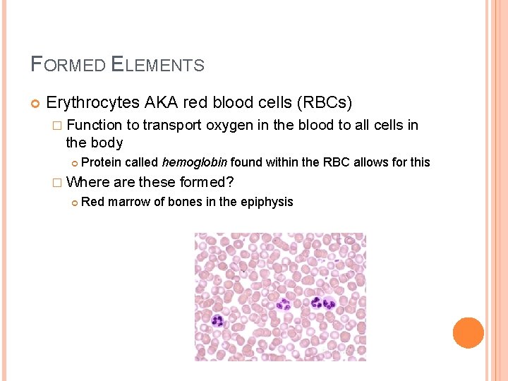 FORMED ELEMENTS Erythrocytes AKA red blood cells (RBCs) � Function to transport oxygen in