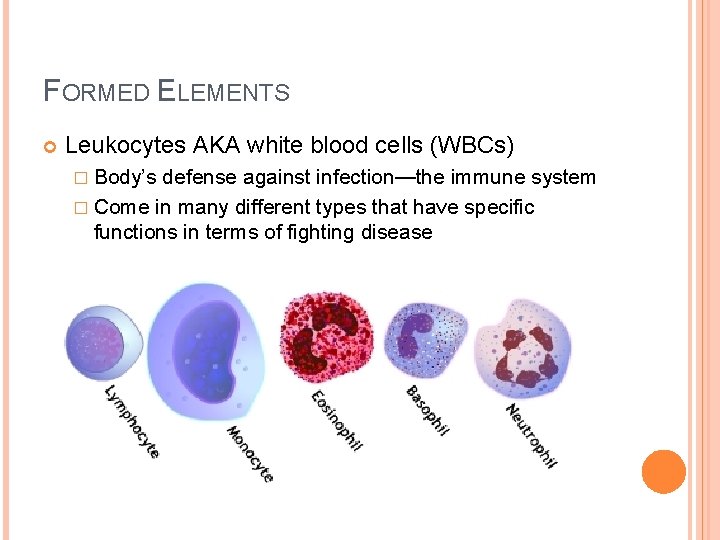 FORMED ELEMENTS Leukocytes AKA white blood cells (WBCs) � Body’s defense against infection—the immune