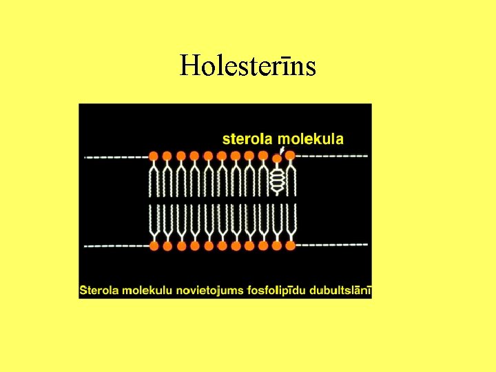 Holesterīns 