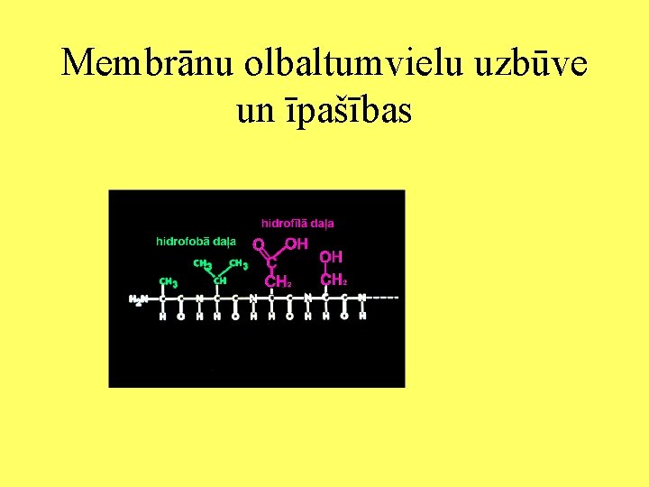 Membrānu olbaltumvielu uzbūve un īpašības 