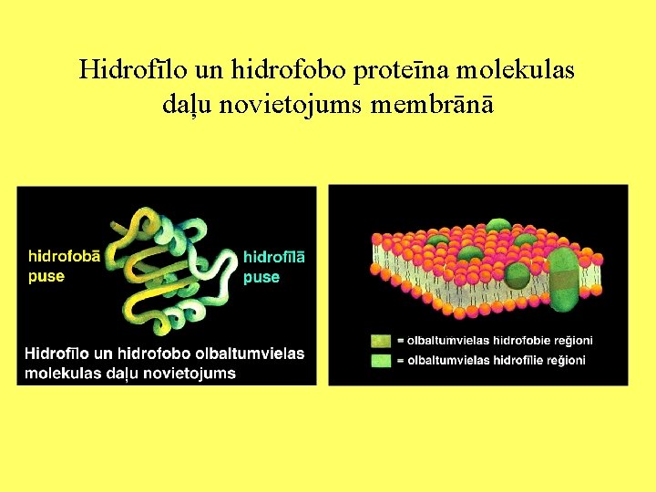 Hidrofīlo un hidrofobo proteīna molekulas daļu novietojums membrānā 