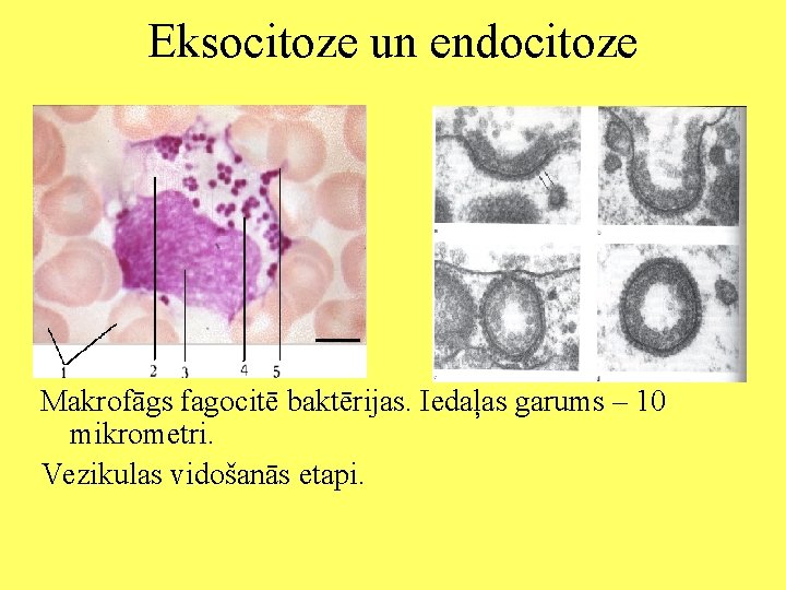 Eksocitoze un endocitoze Makrofāgs fagocitē baktērijas. Iedaļas garums – 10 mikrometri. Vezikulas vidošanās etapi.