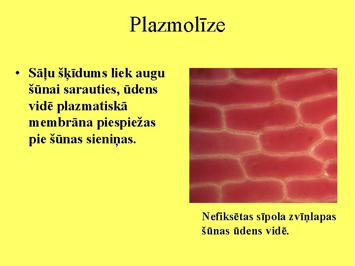 Plazmolīze • Sāļu šķīdums liek augu šūnai sarauties, ūdens vidē plazmatiskā membrāna piespiežas pie