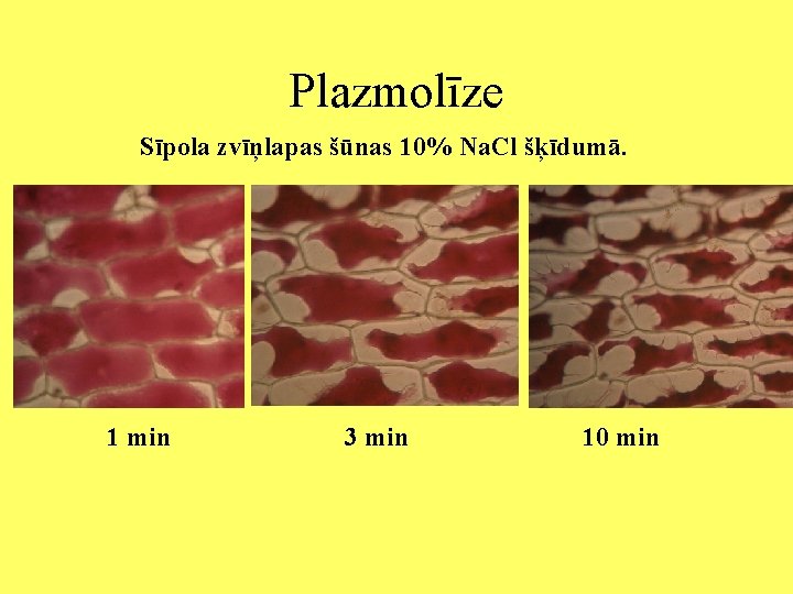 Plazmolīze Sīpola zvīņlapas šūnas 10% Na. Cl šķīdumā. 1 min 3 min 10 min