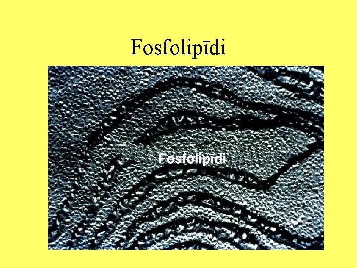 Fosfolipīdi 