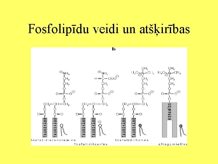 Fosfolipīdu veidi un atšķirības 