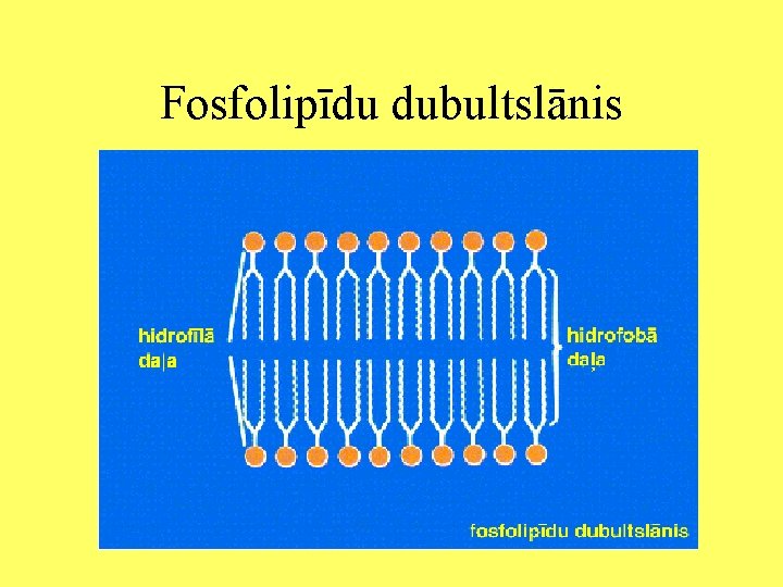 Fosfolipīdu dubultslānis 