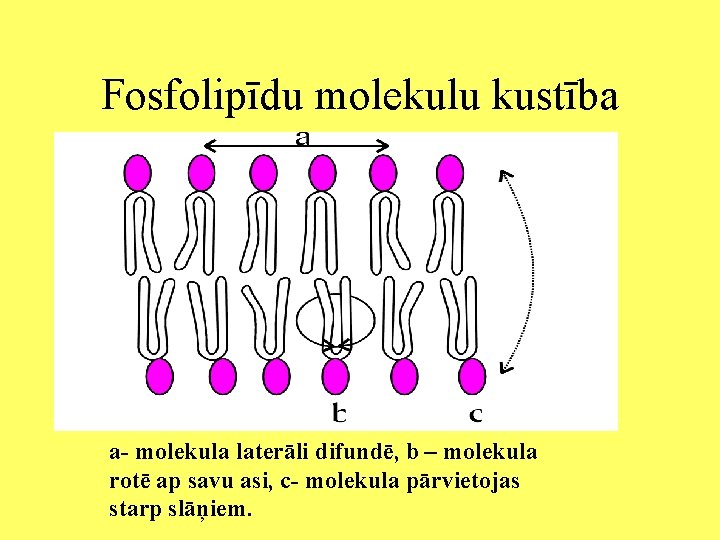 Fosfolipīdu molekulu kustība a- molekula laterāli difundē, b – molekula rotē ap savu asi,