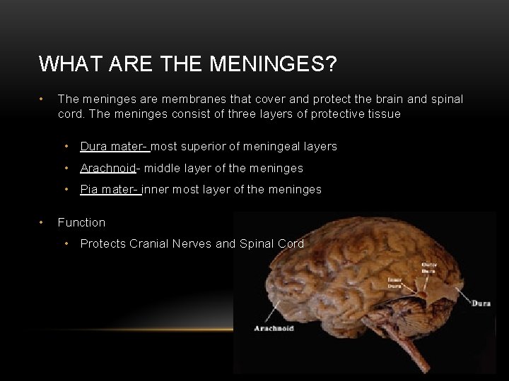 WHAT ARE THE MENINGES? • The meninges are membranes that cover and protect the