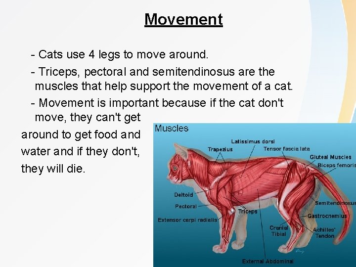 Movement - Cats use 4 legs to move around. - Triceps, pectoral and semitendinosus