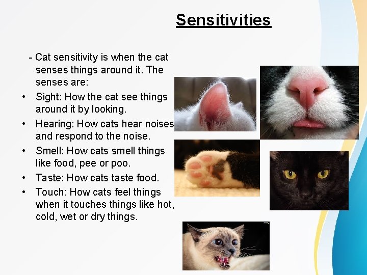 Sensitivities • • • - Cat sensitivity is when the cat senses things around