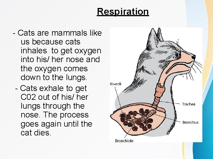 Respiration - Cats are mammals like us because cats inhales to get oxygen into